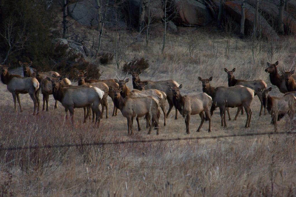 Elk Run Inn Craig Exteriér fotografie